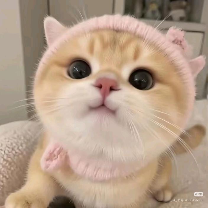 🌈🌸馨馨子