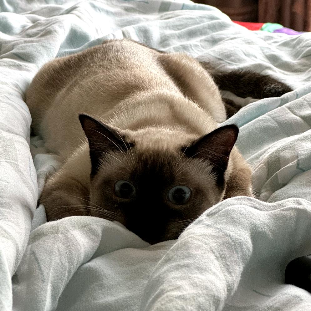 怎么都说我手脚不干净