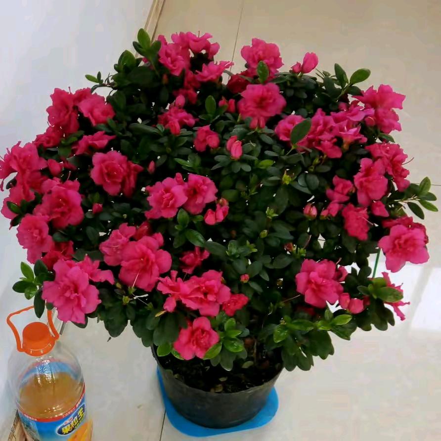 富贵花开