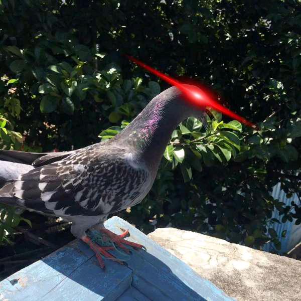 鸽子红眼视频
