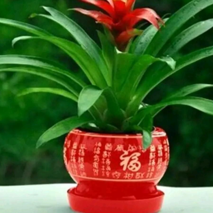 东北哥