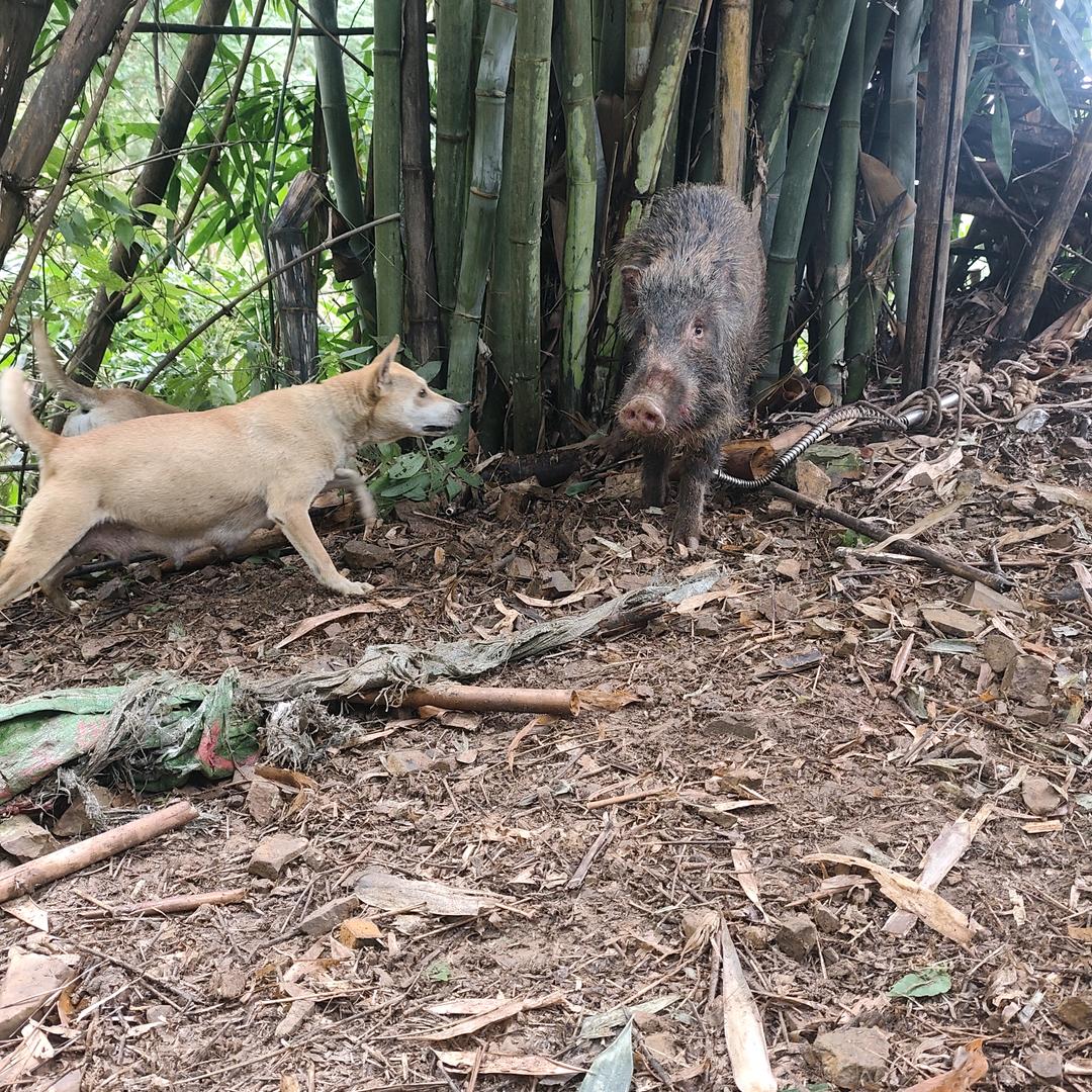 广西土猎繁殖基地