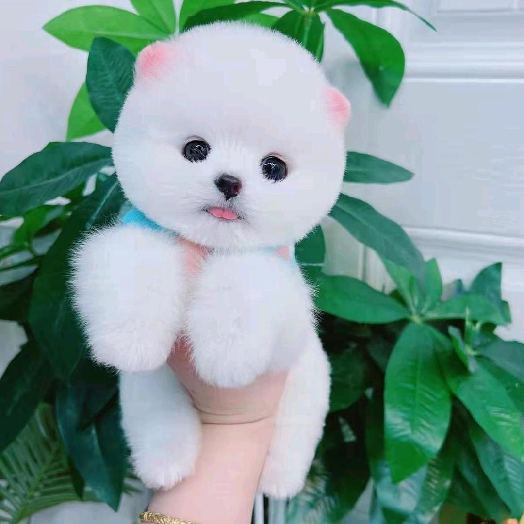 狗狗宠物