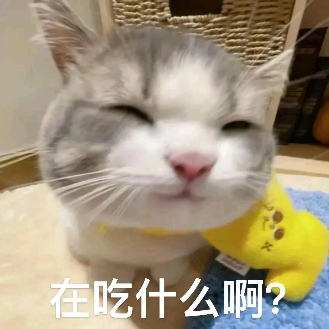 陶帅啵