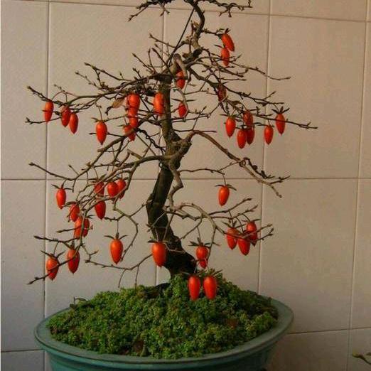 宇佳花卉老鸭柿