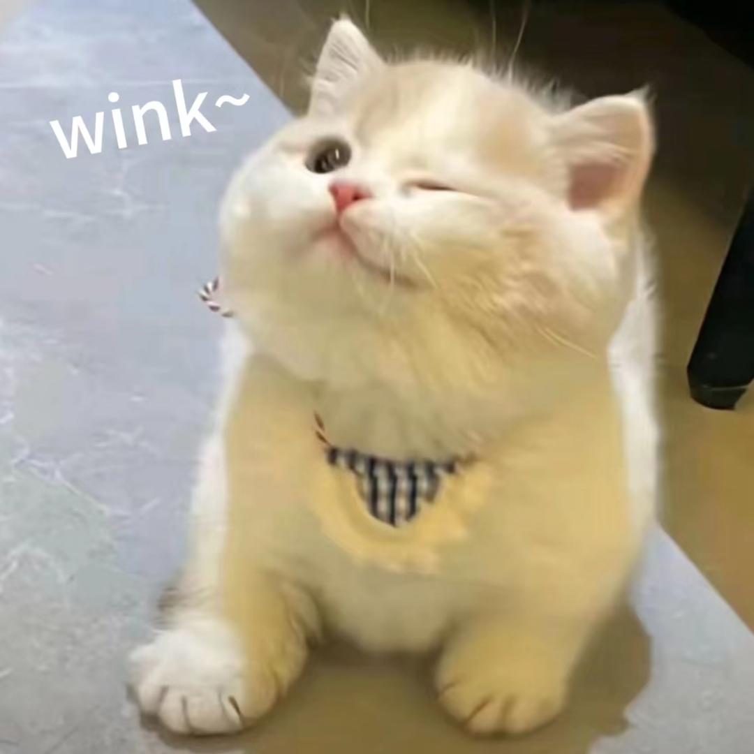 AAA橙子大王！