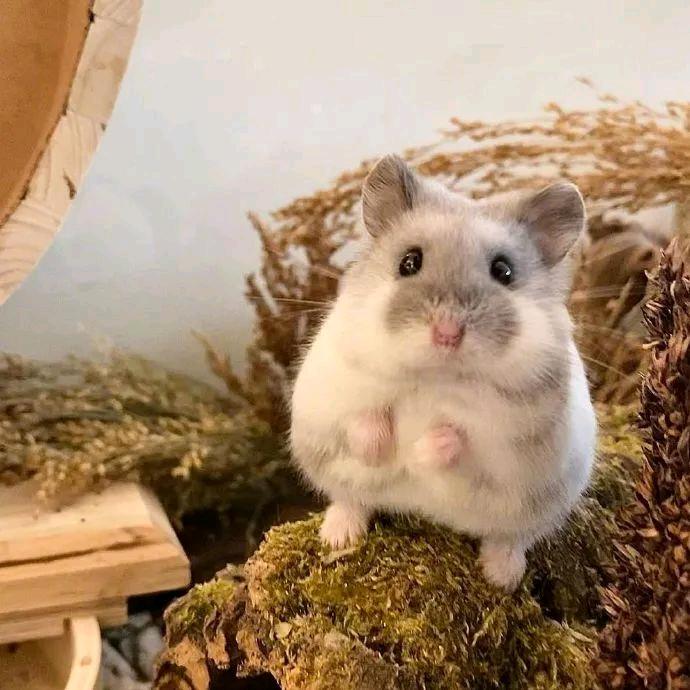 养熊的大叔（送🐻）