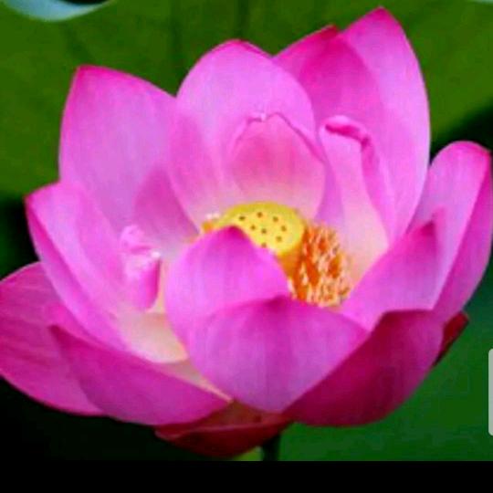 🍀静然🌸