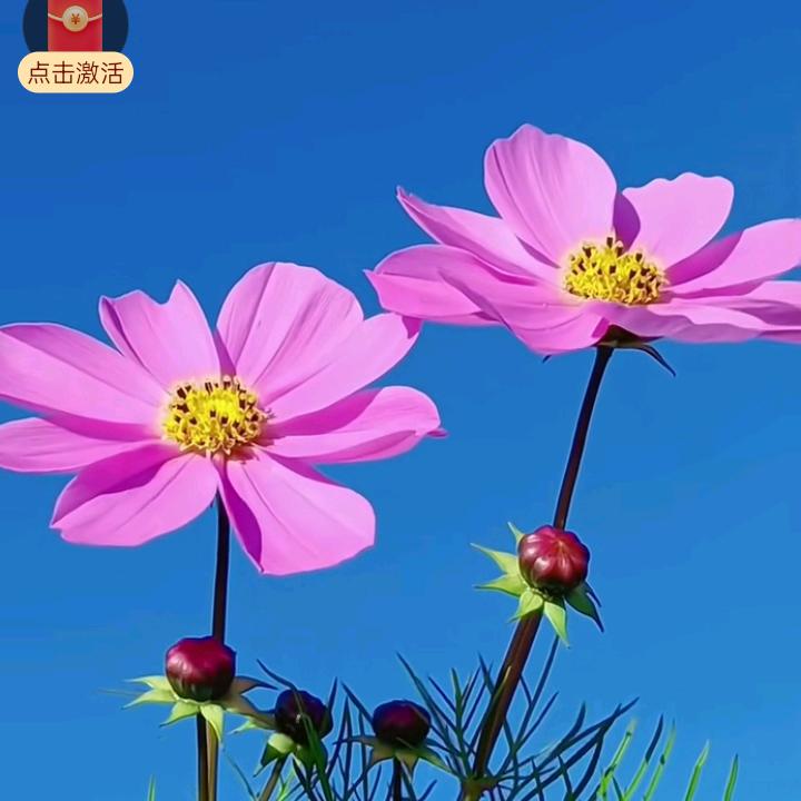 格桑花