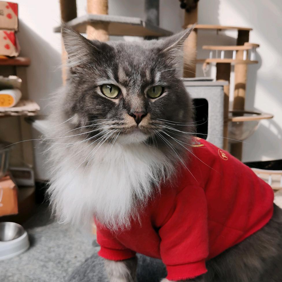 喵喵宠物俱乐部