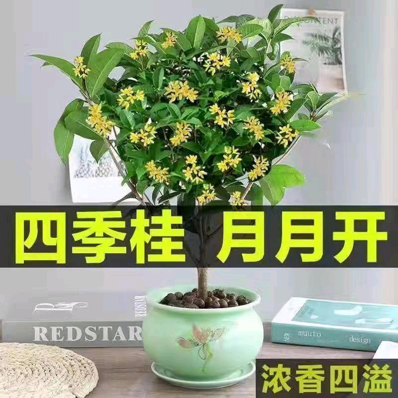 冰梅