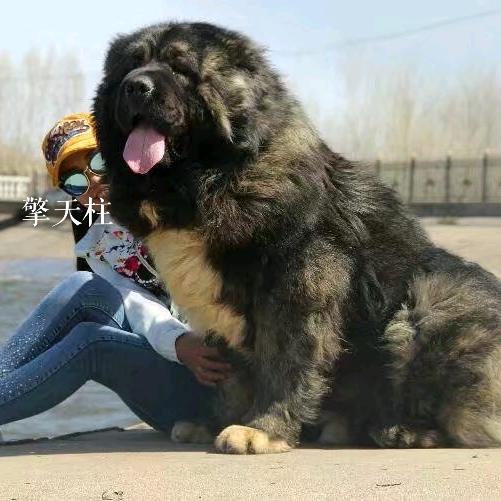 大光高加索犬