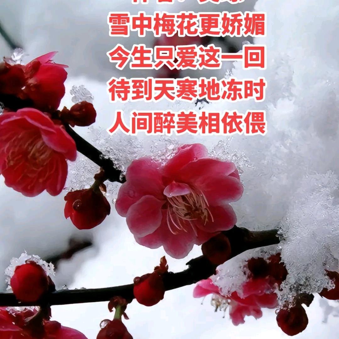 寒梅