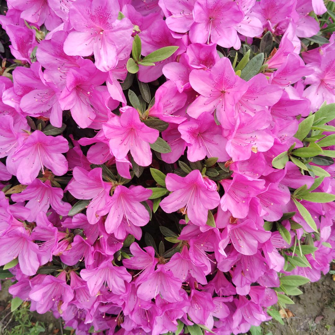 @: এº᭄孞琞 ༊ ړঞᩚ᭄