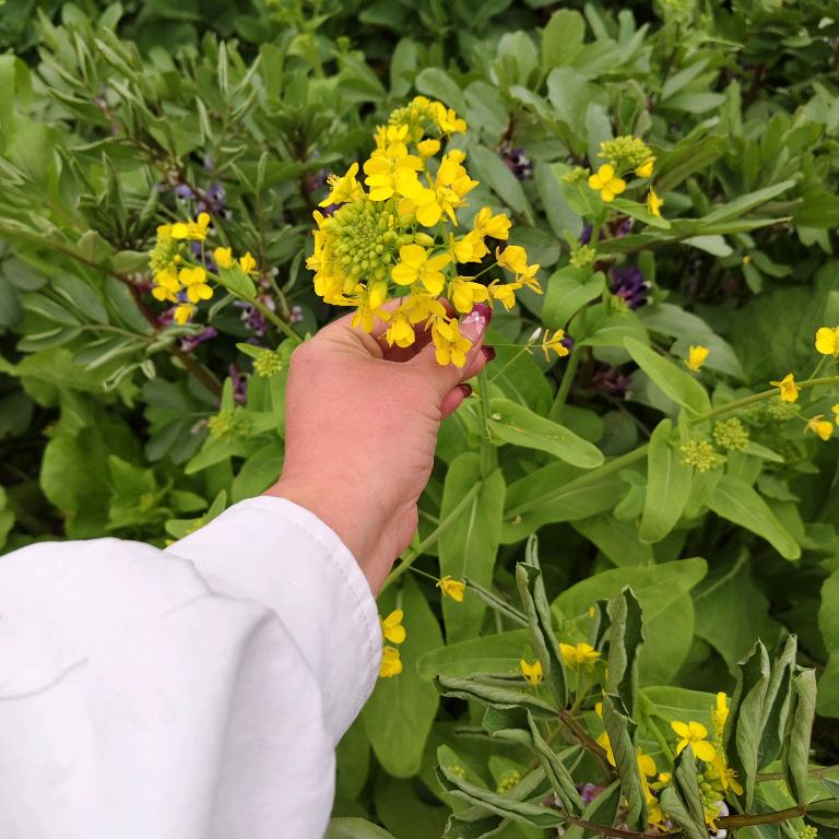 山楂果🍂🍂落了。❤️❤️