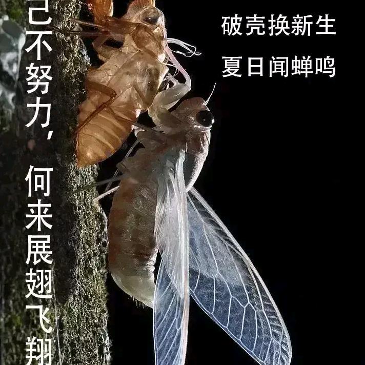 狼行天下