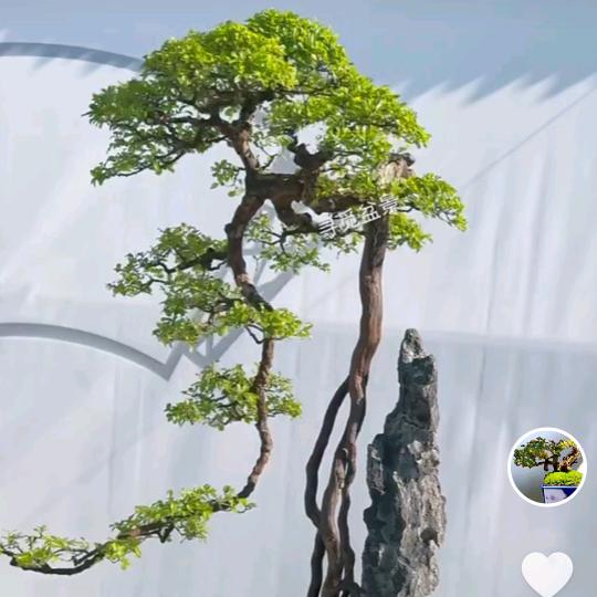 🐲⁰⁹.₁₈言吴许