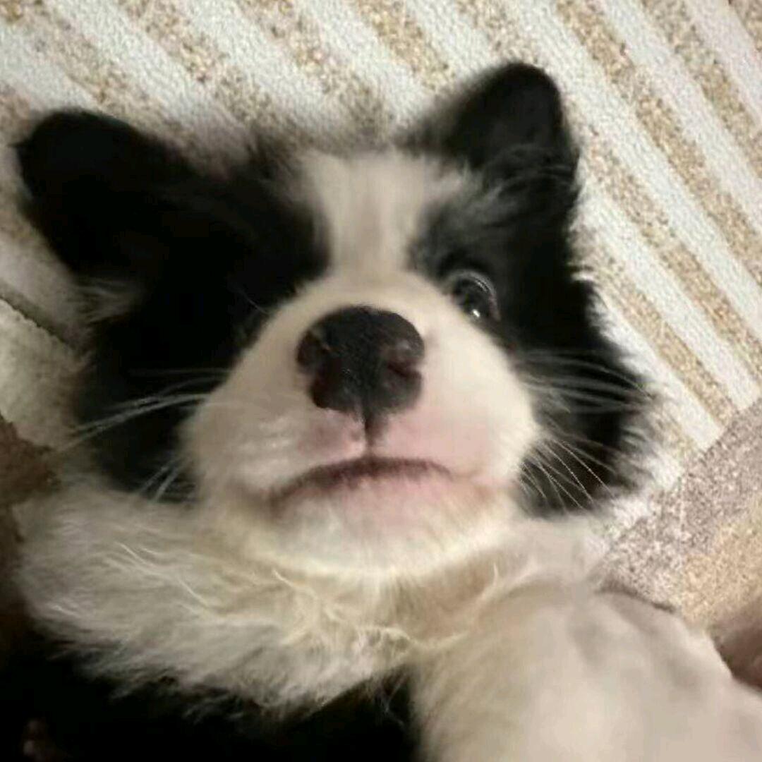 娅娅娅佩yapey