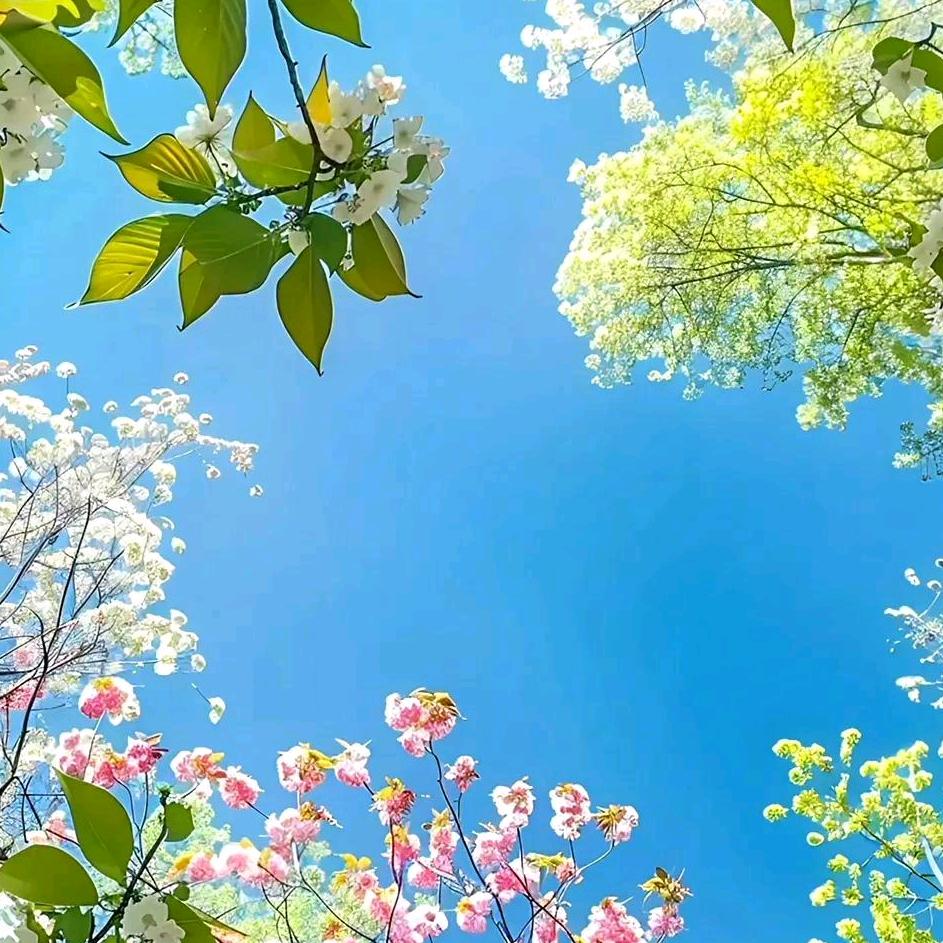 西塞山前白鹭飞