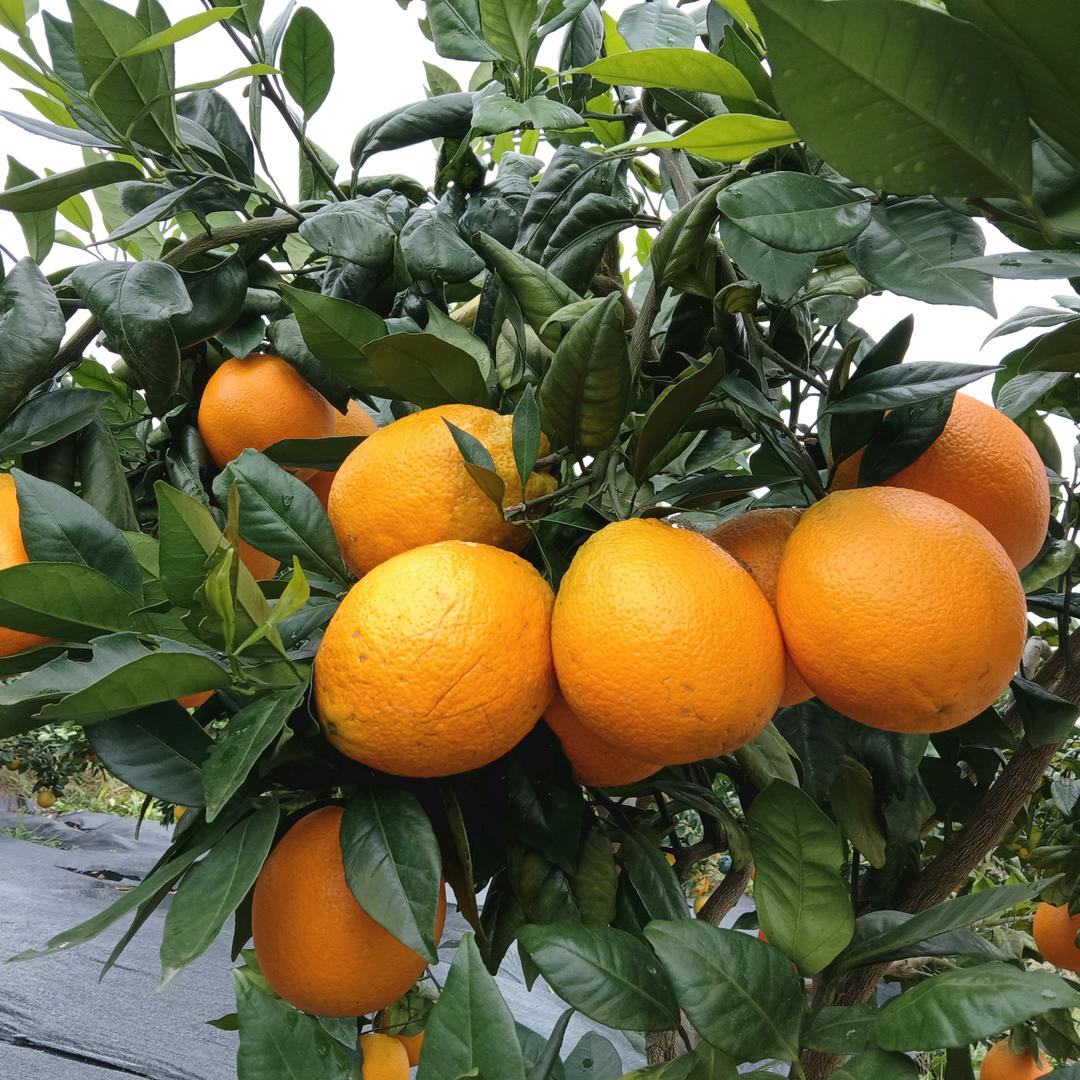 庆香姐田园优品