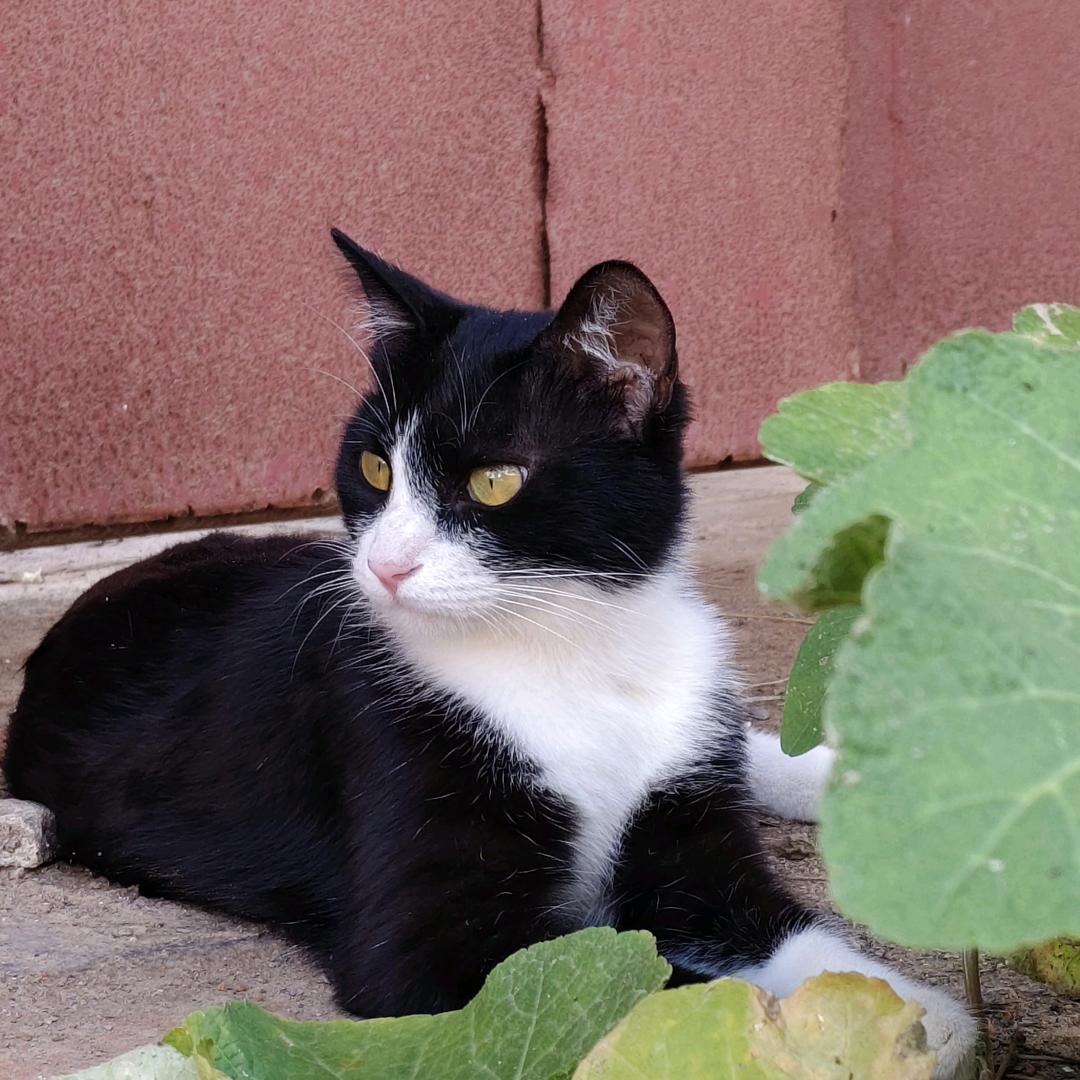 馒头猫猫
