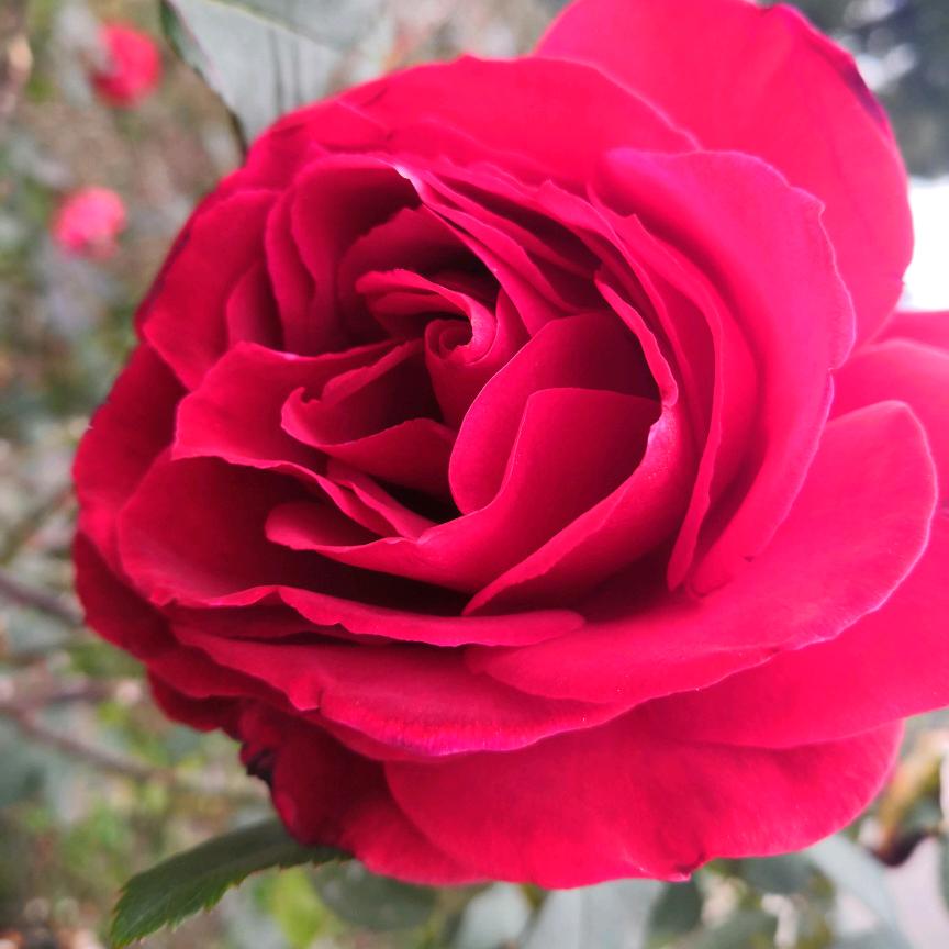 向阳花