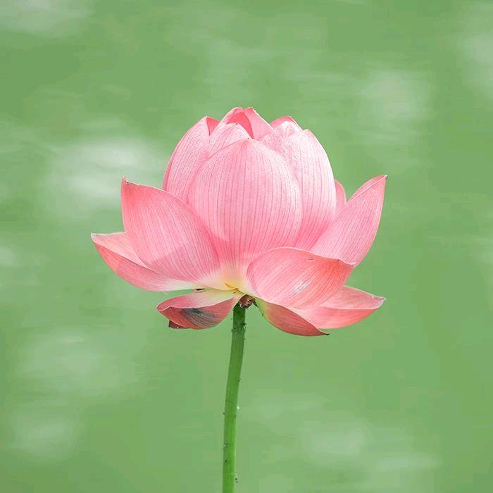 吃掉烦恼