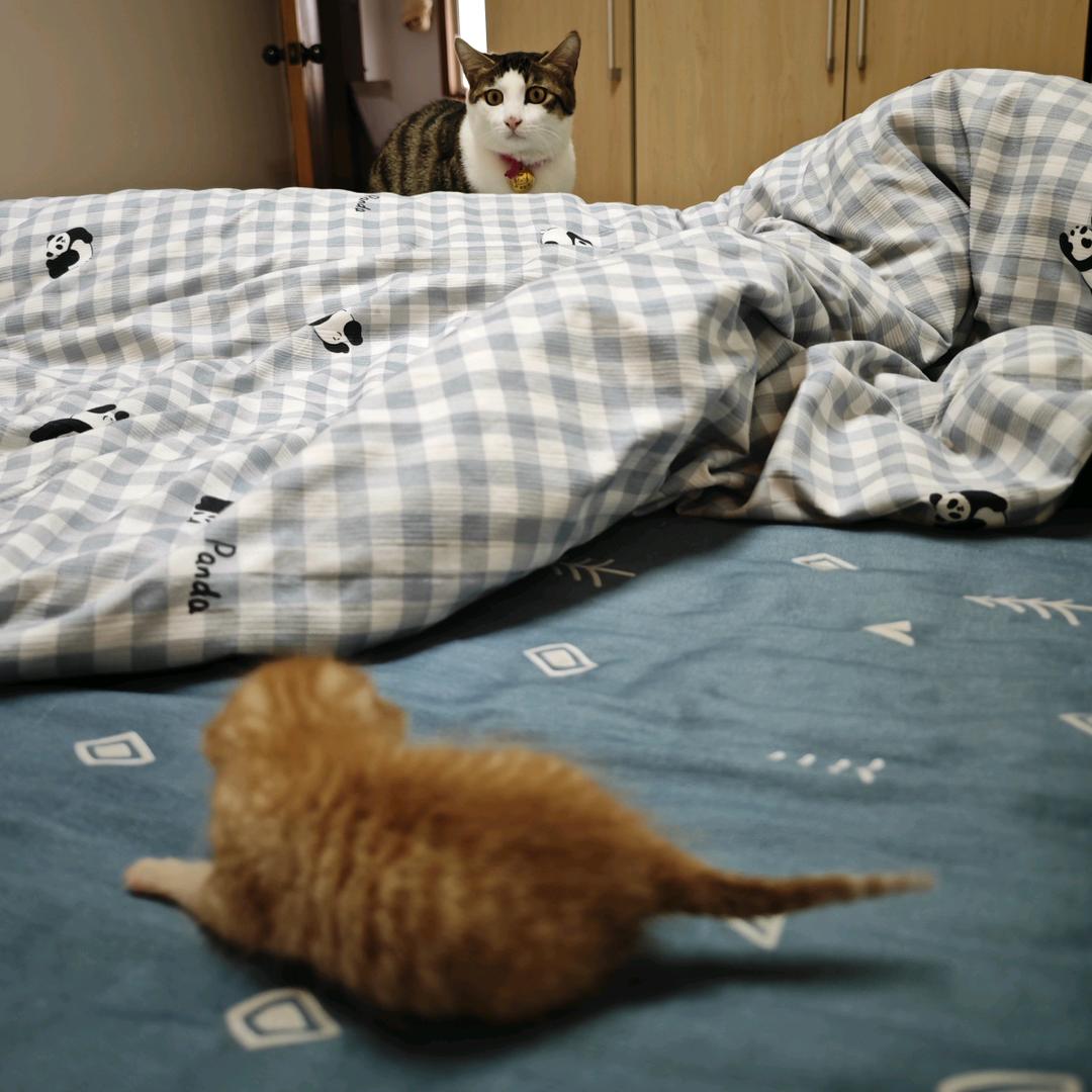 坦克脑子有问题