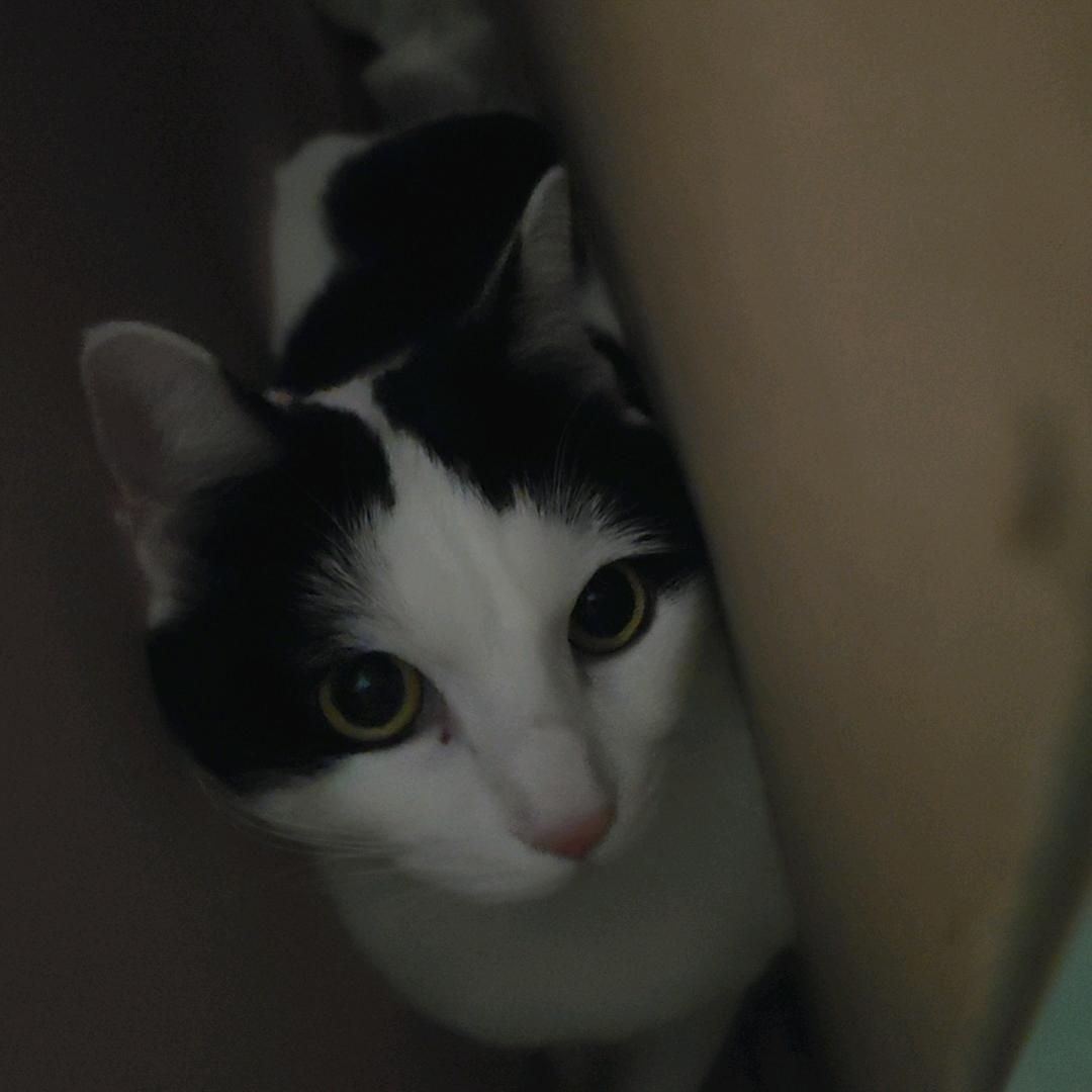 闪电小犀牛