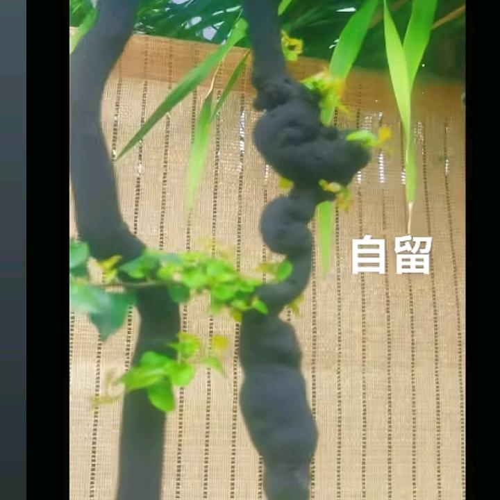 真诚找缘