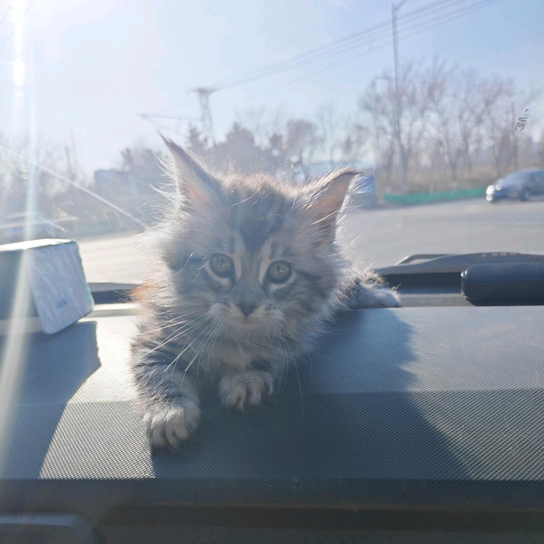 Lucky Tiger is Yumi✨