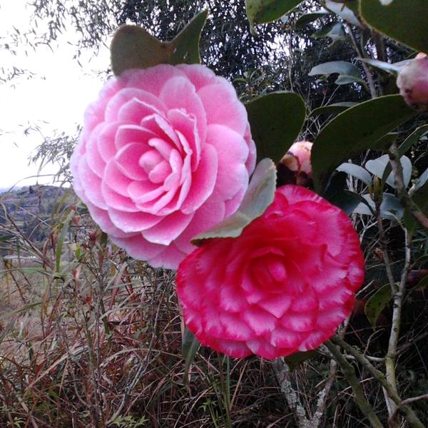 永福妃妃花木场