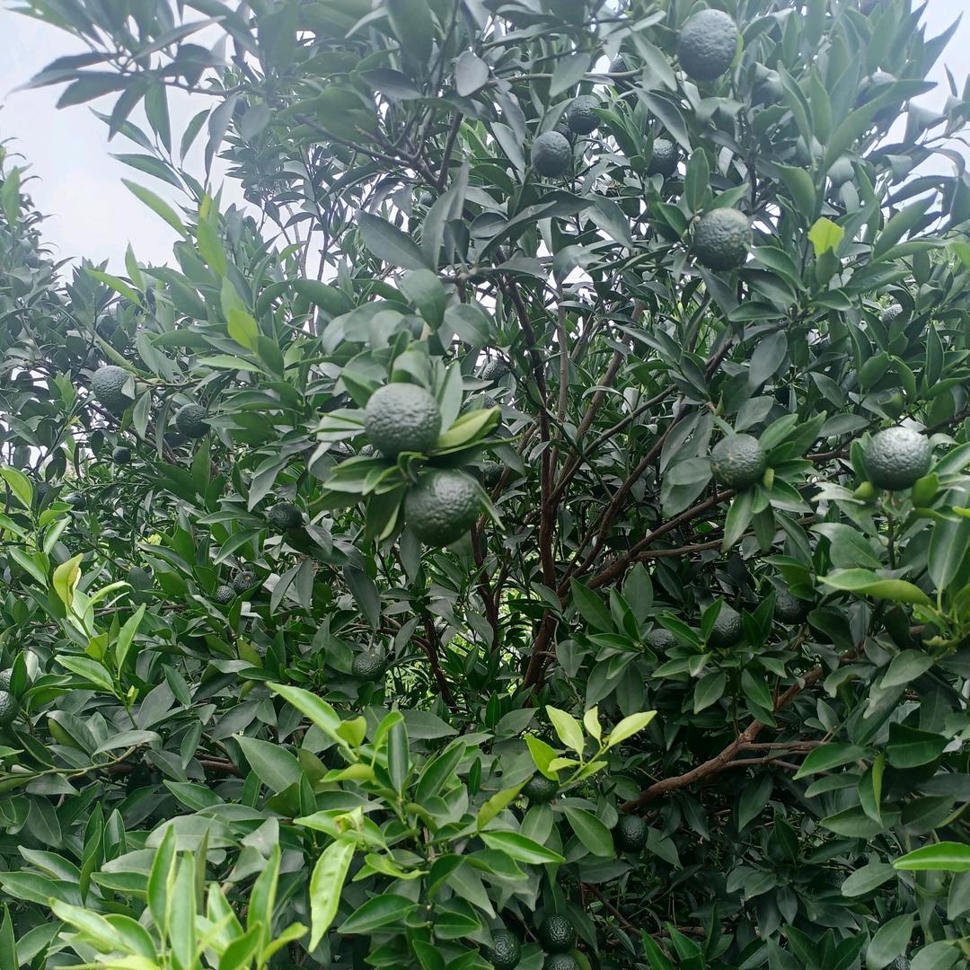 新会陈皮柑果园