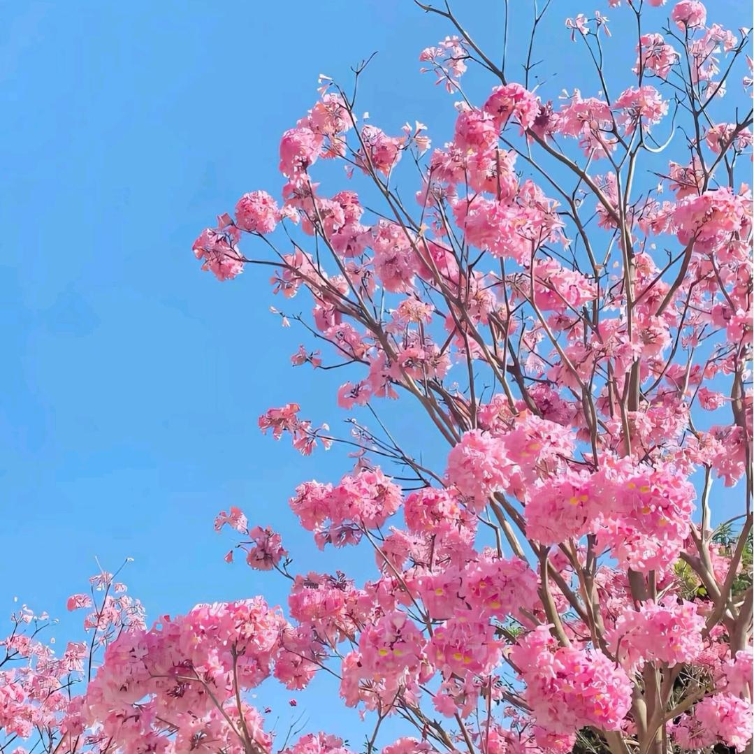 南风过境🌸