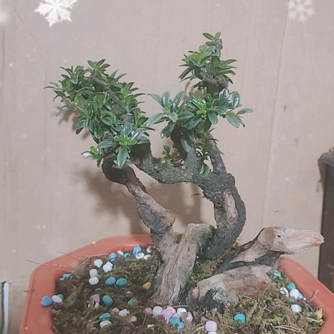 阿、兵、盆、景、818