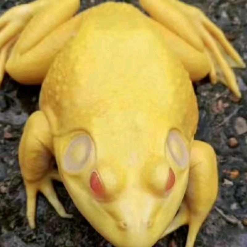 美蛙王子