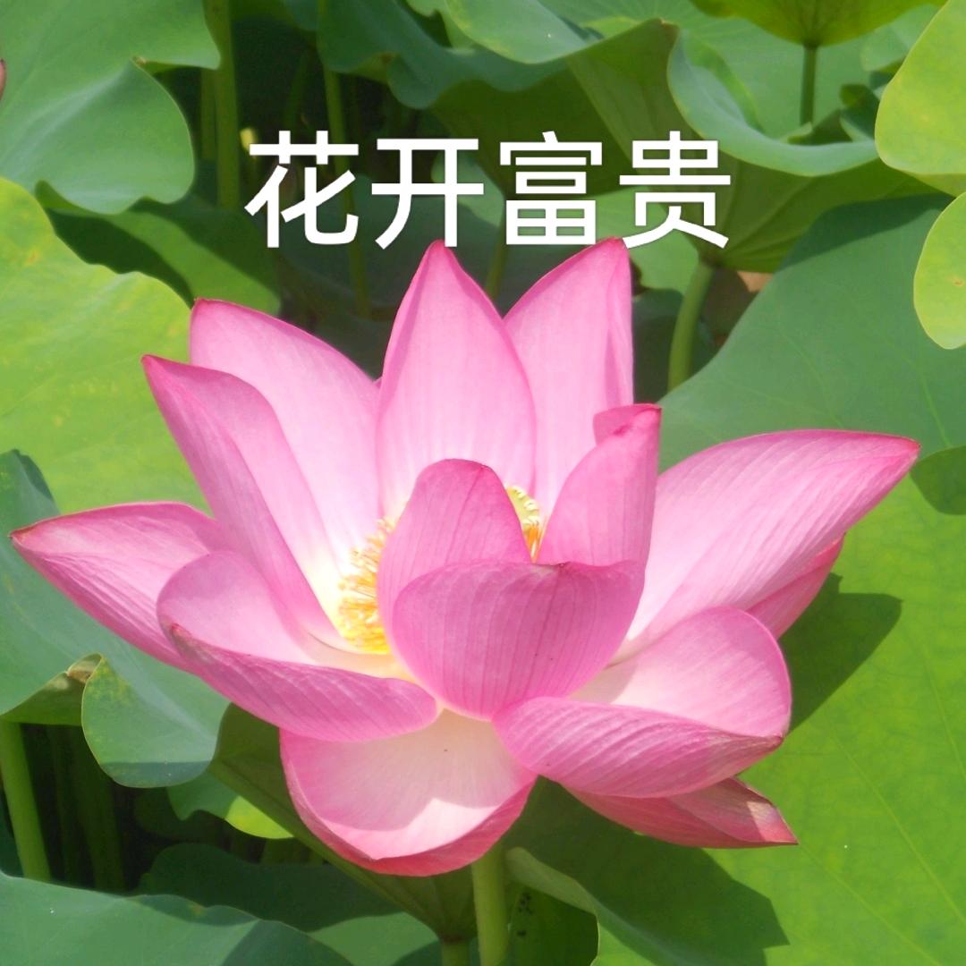 步步生莲小铺