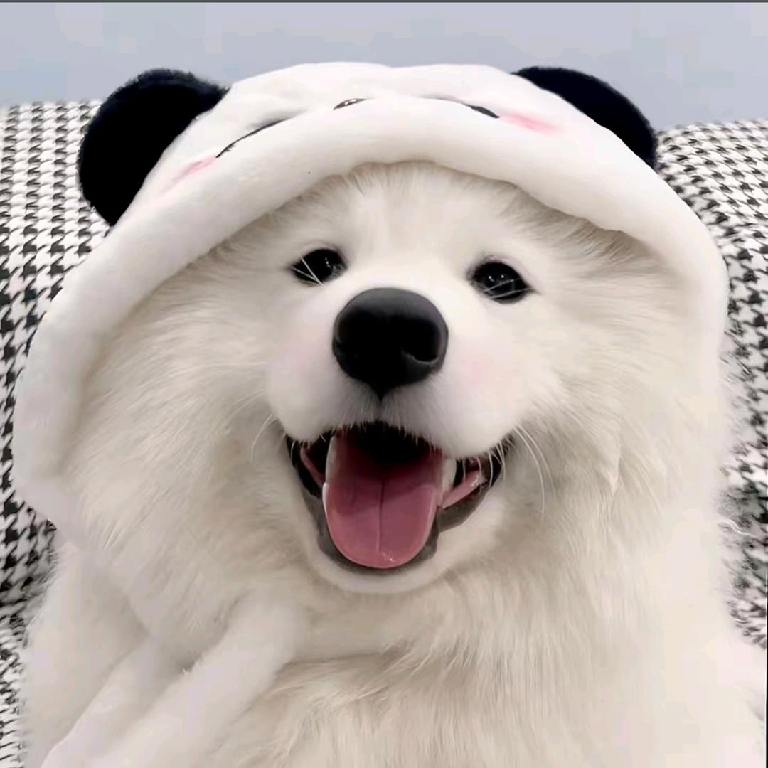 馆馆