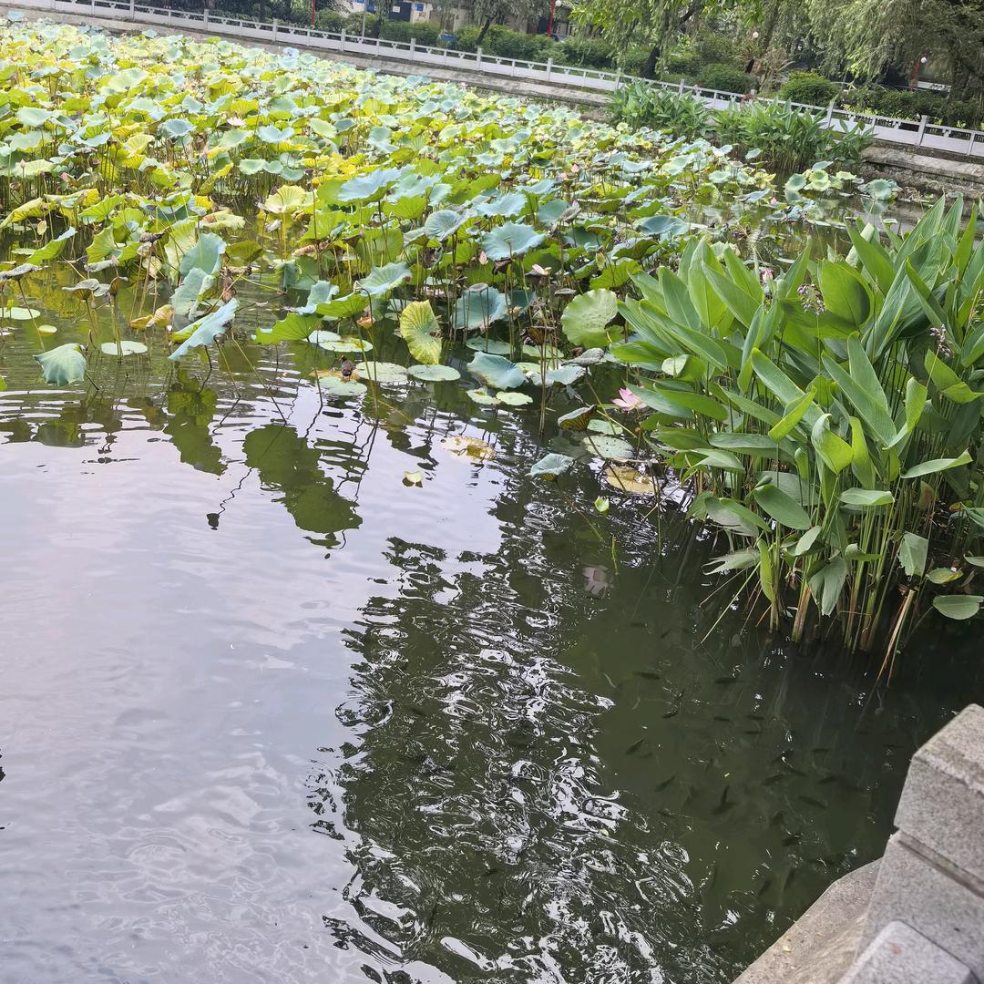 酒中仙