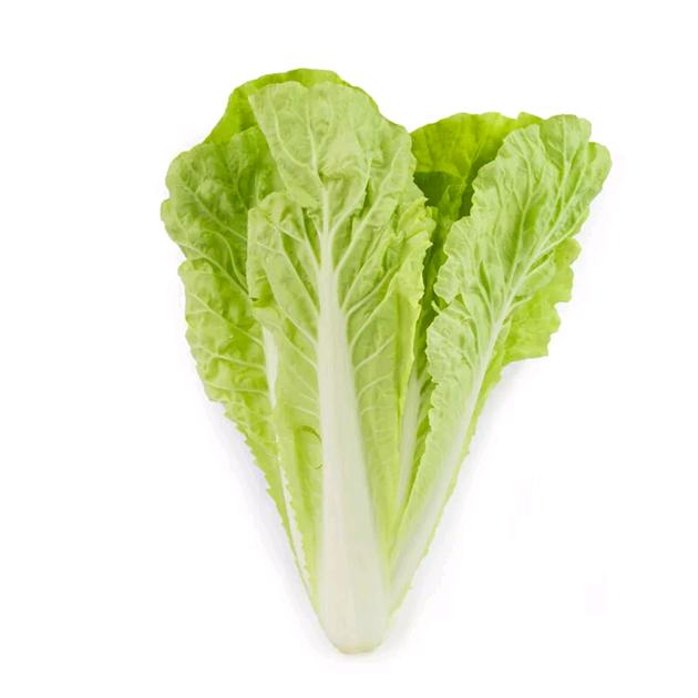 一颗小白菜