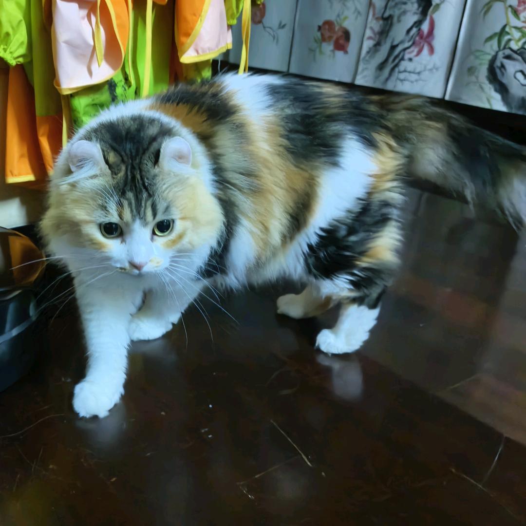 扌由象文刂氵皮丿乚