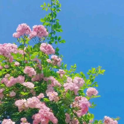 鹤顶红💅