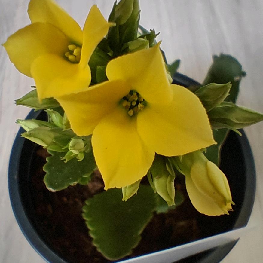 花溪缘