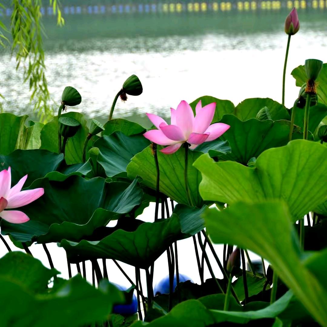 💞不变的情缘💞