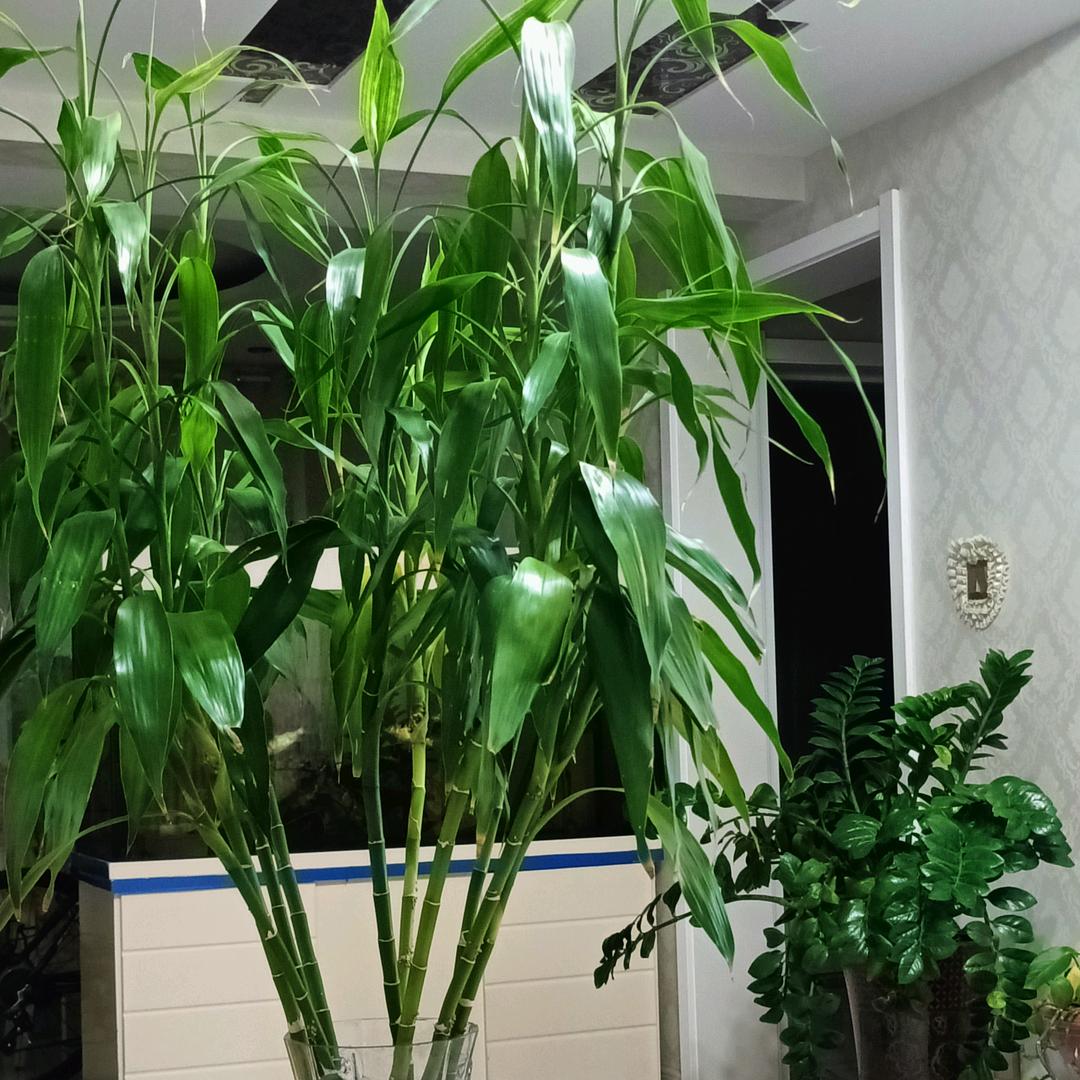 夏沫