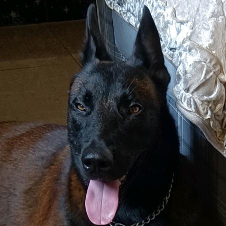 马犬黑妞