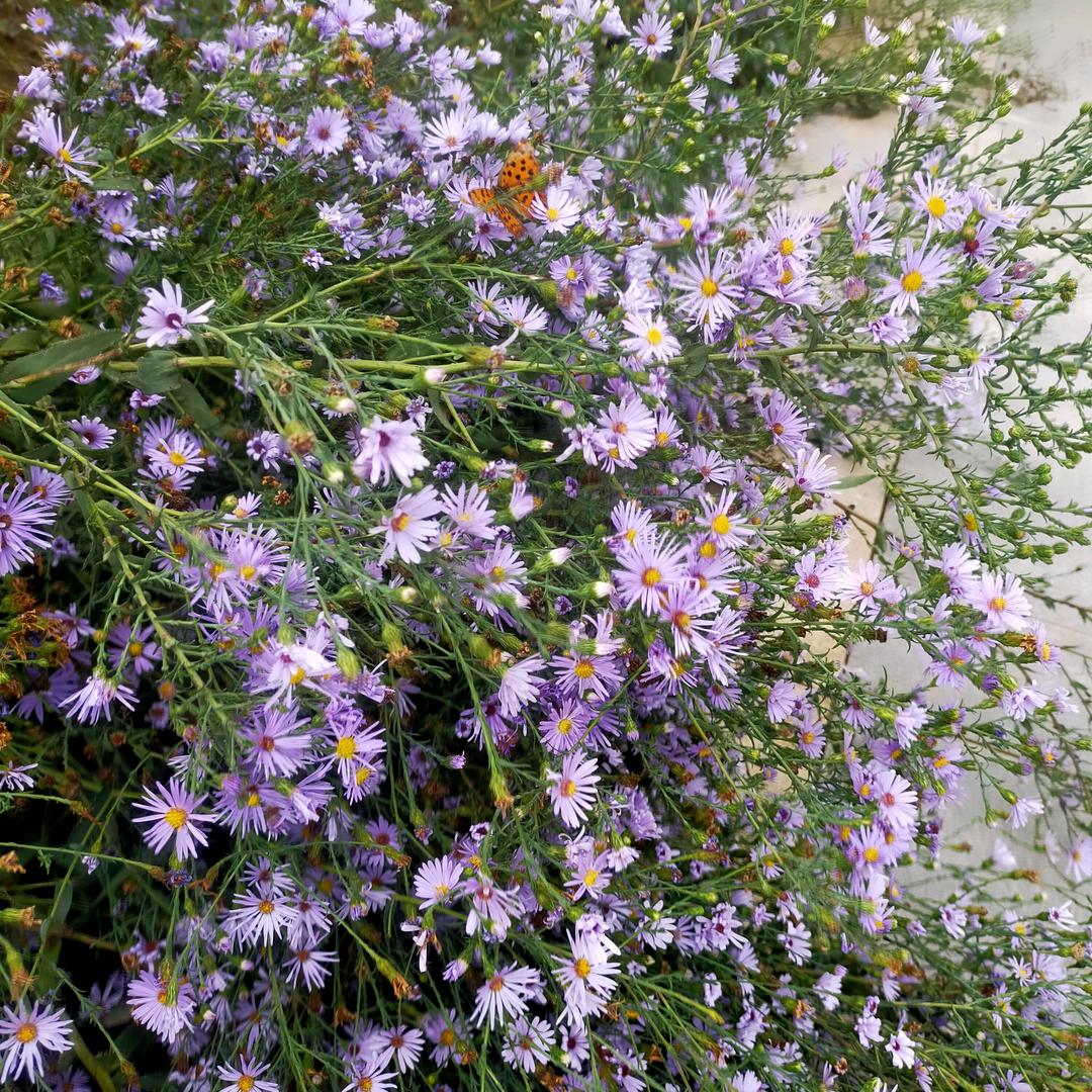 想笑有想哭131688996655533