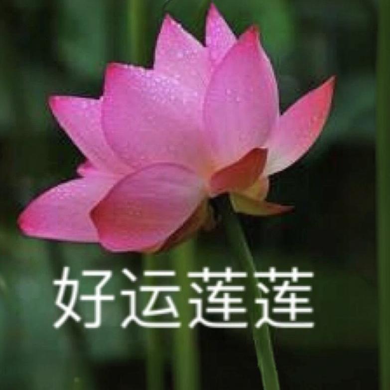 天选之莲