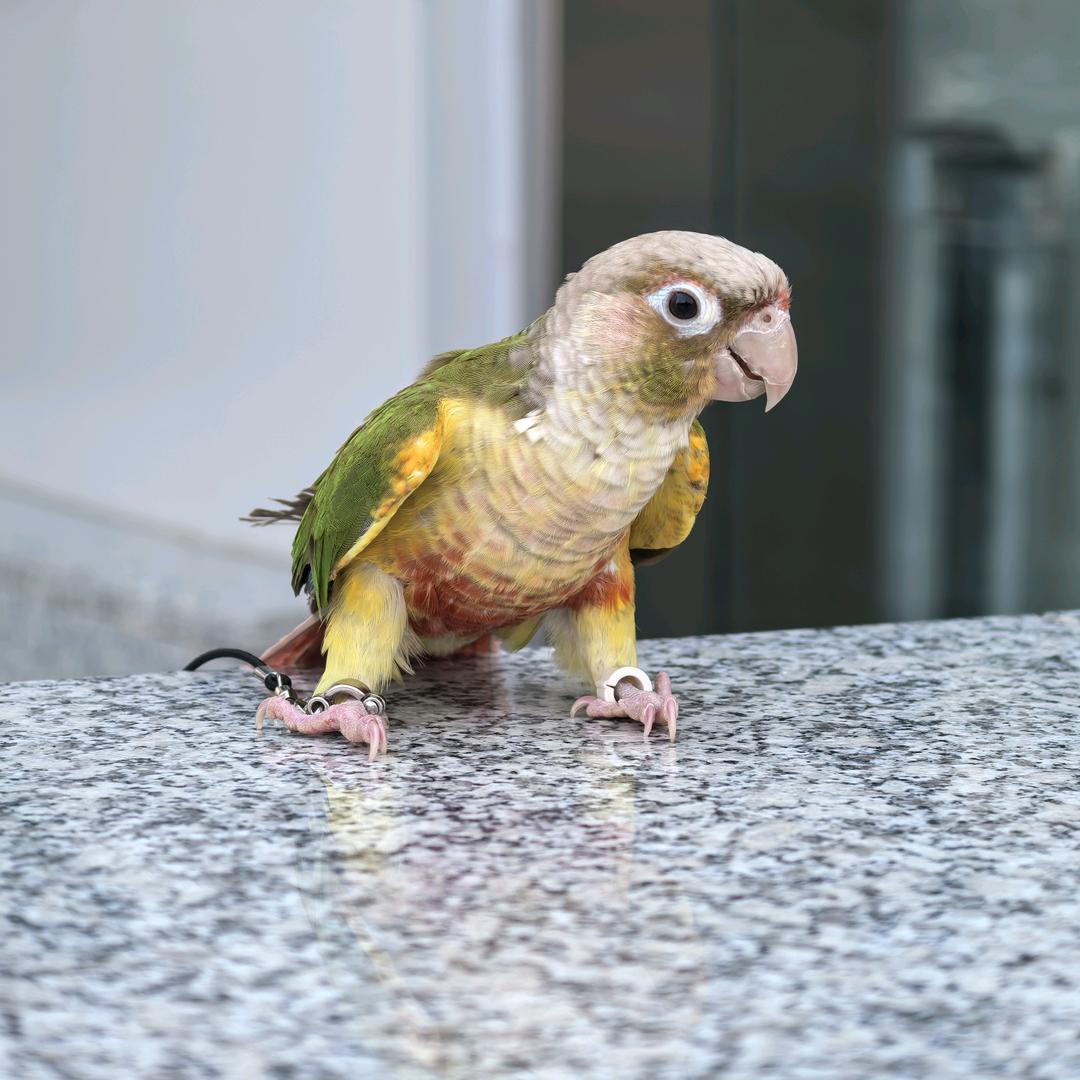 百鹦鸟舍🦜地下室养鸟
