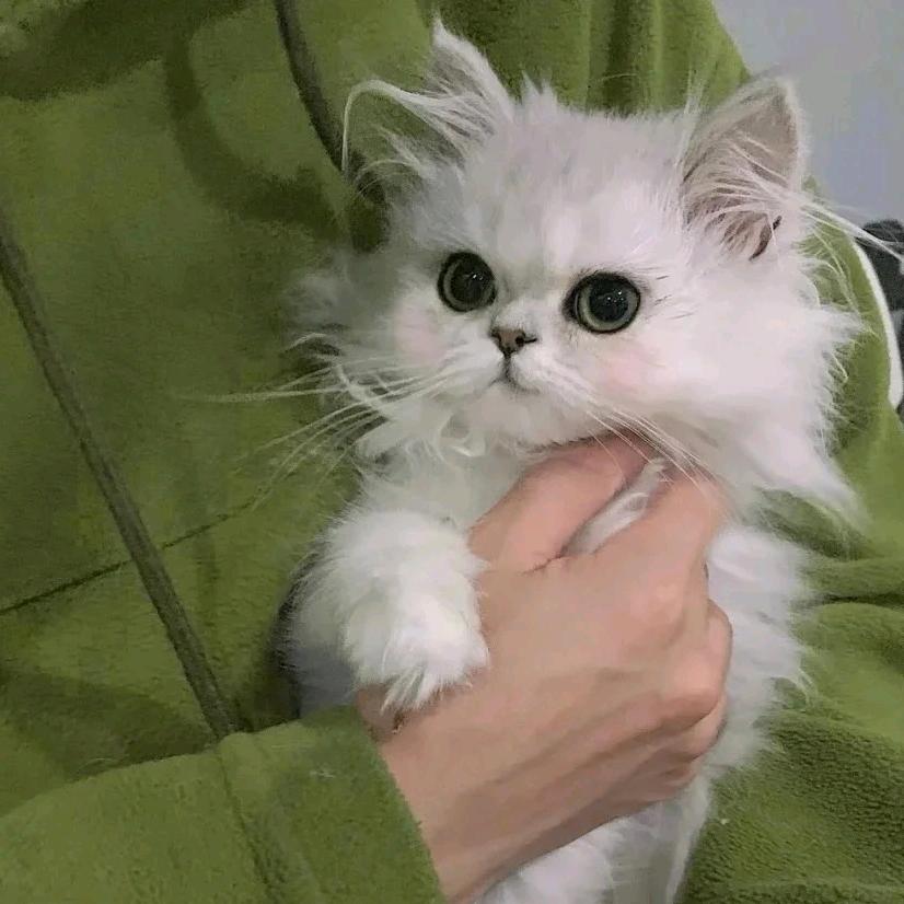 刘哈哈.